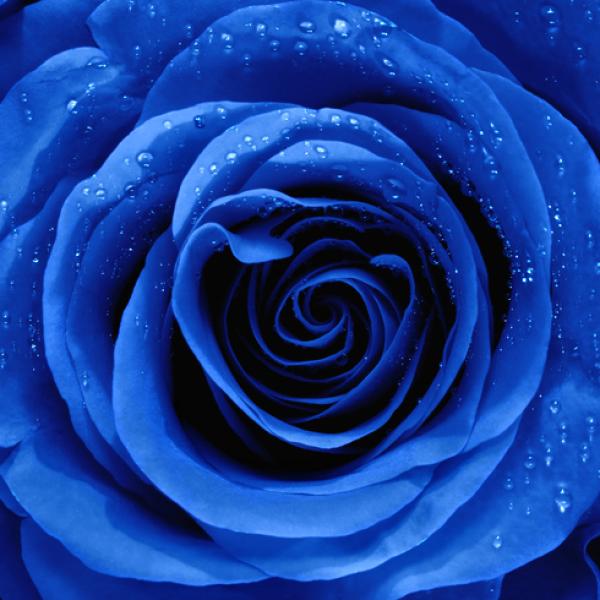 El significado espiritual de la rosa azul y su conexión celestial