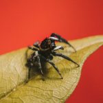 El misterioso simbolismo espiritual detrás de la araña negra.