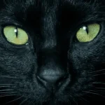 El misterioso simbolismo espiritual detrás de la presencia de un gato negro