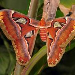 El significado espiritual de la mariposa atlas en la cultura mística.