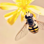 El Significado Espiritual de las Abejas: Simbolismo y Conexión Divina