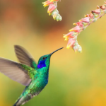 El simbolismo espiritual de la esfinge colibrí: conexión con lo divino